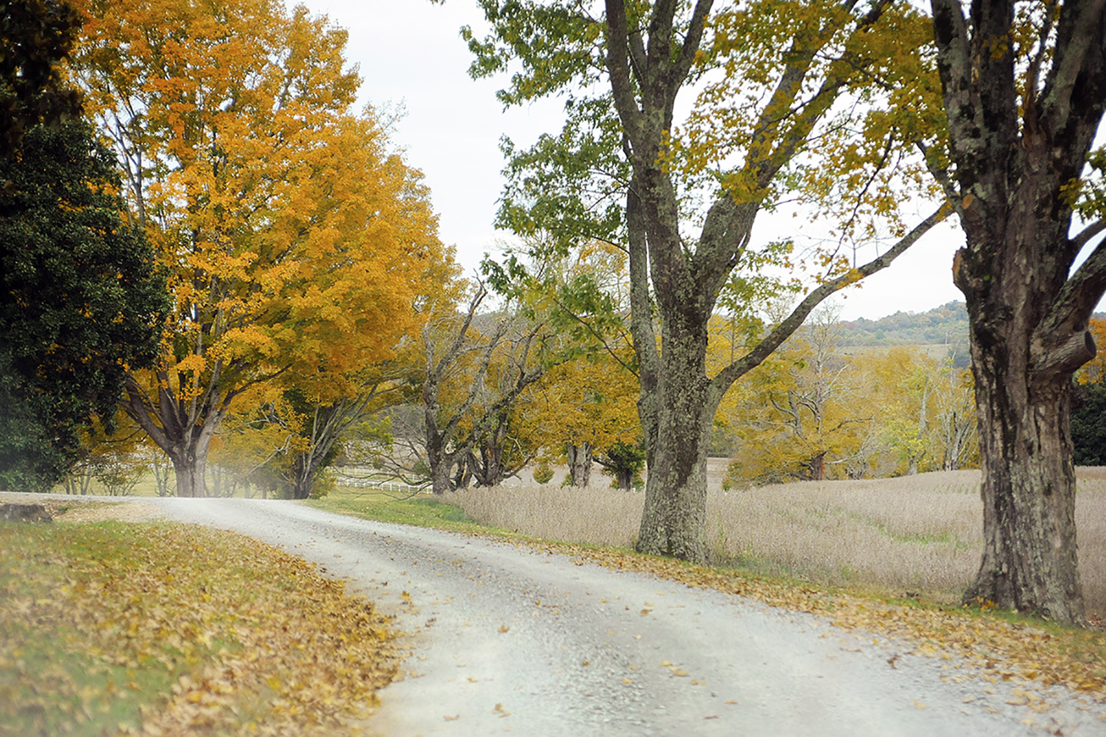 Gravel driveway curving to the left, lined with a few trees turning orange and gold in the fall weather.