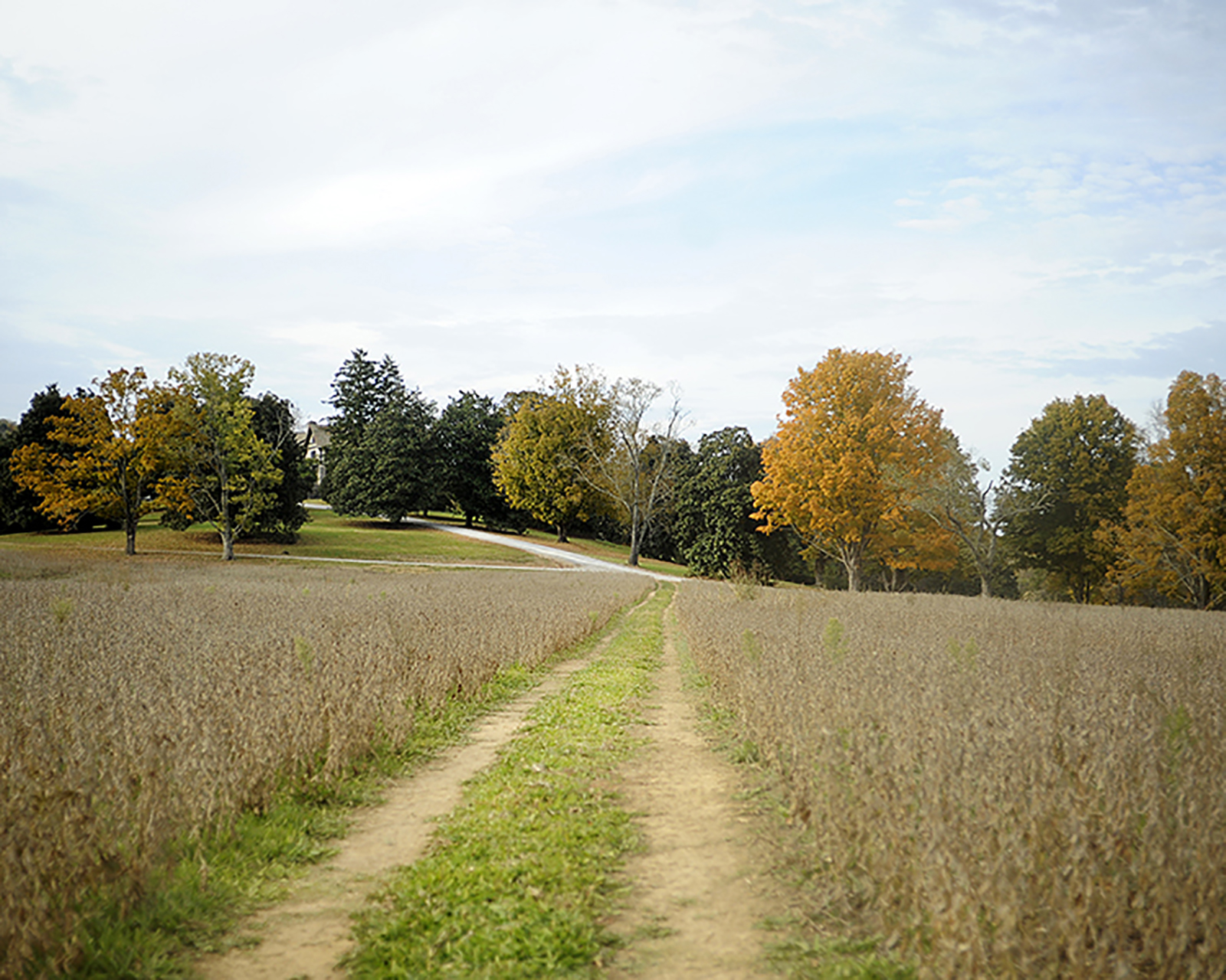 Dirt driveway through a field on the Milky Way Farms with a view of the tree-lined gravel driveway up to the manor house.