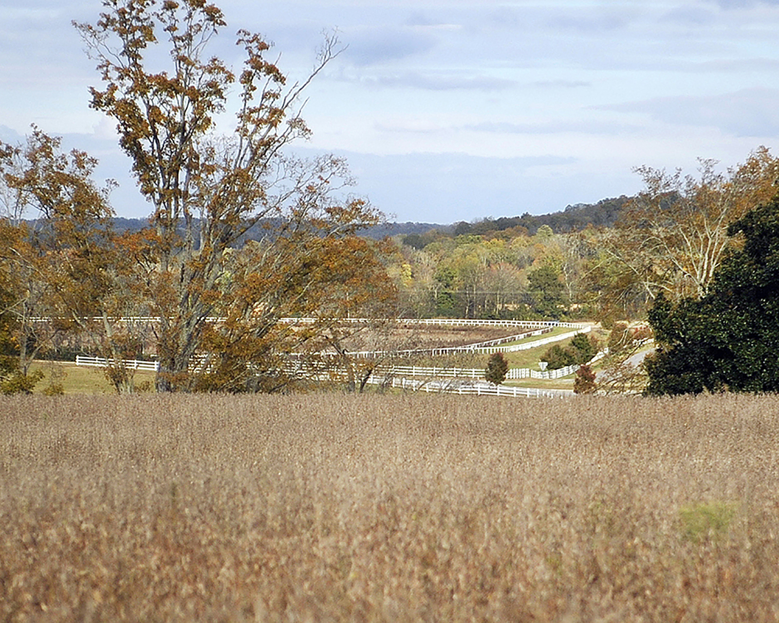 Distant view of the old white-painted fences and racetrack on the Milky Way Farm in Giles County, TN.