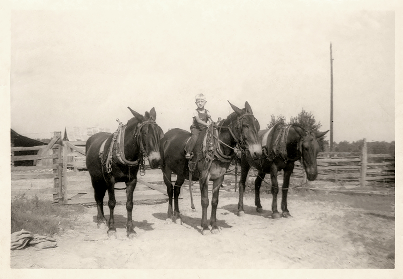 Old black and white photo of a young Colonel Littleton seated on a harnessed mule standing between two other mules in front of a fence.