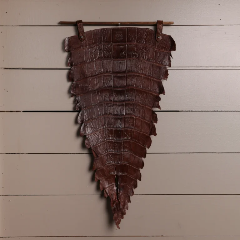 American Alligator tail hanging on the wall