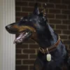 black and brown dog wearing the No. 1 Dog collar