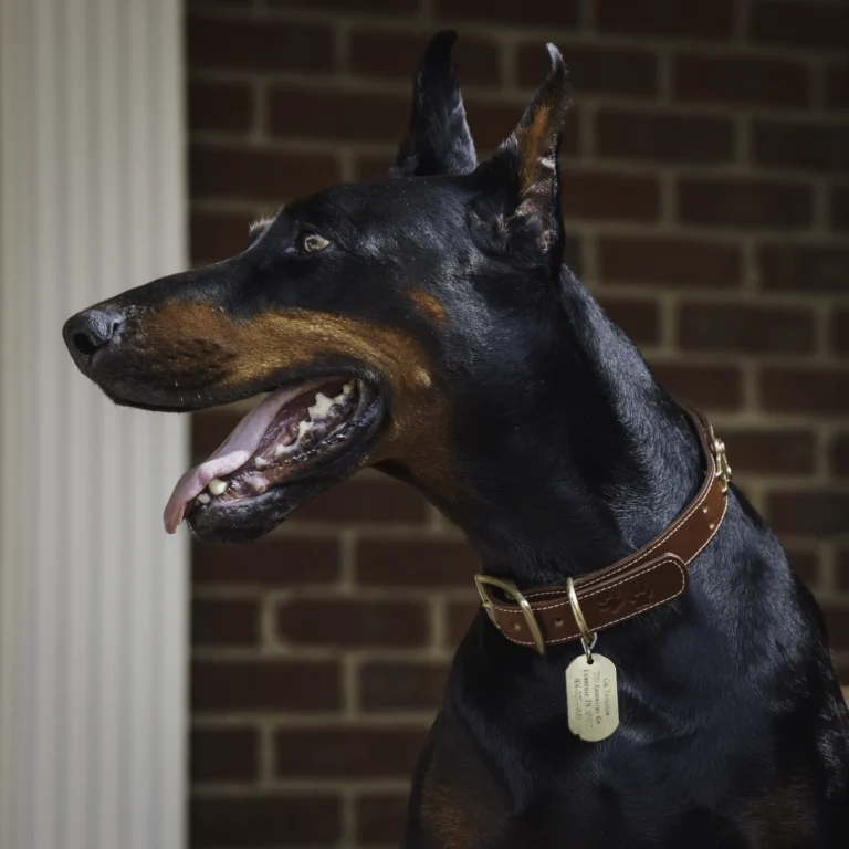black and brown dog wearing the No. 1 Dog collar