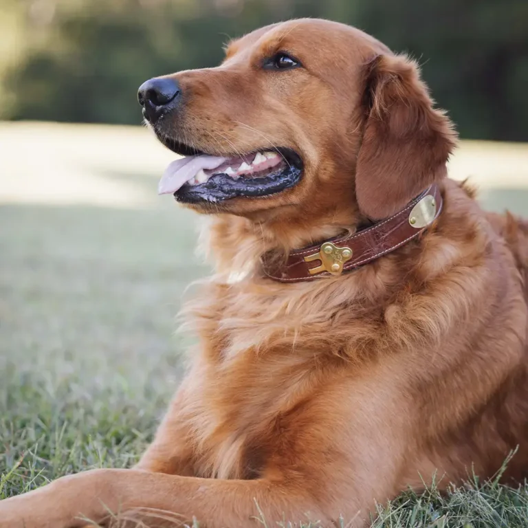 brown dog wearing the no. 1 dog collar in American Alligator