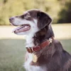 brown and white dog wearing the No. 1 dog collar
