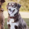 brown and white dog wearing the No. 1 dog collar